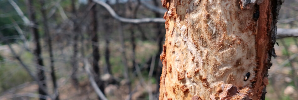 Galerías insectos plagas pino