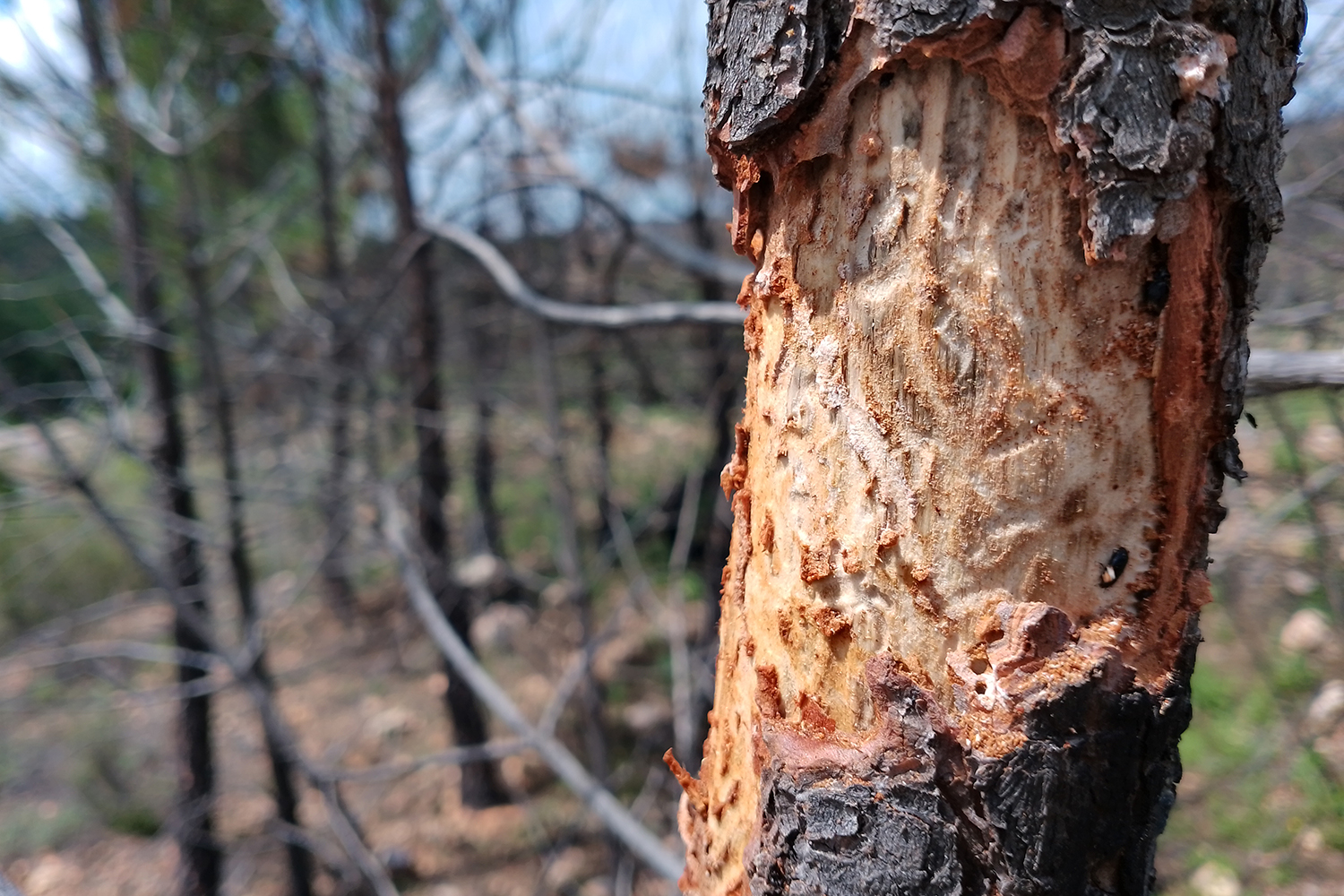 Galerías insectos plagas pino
