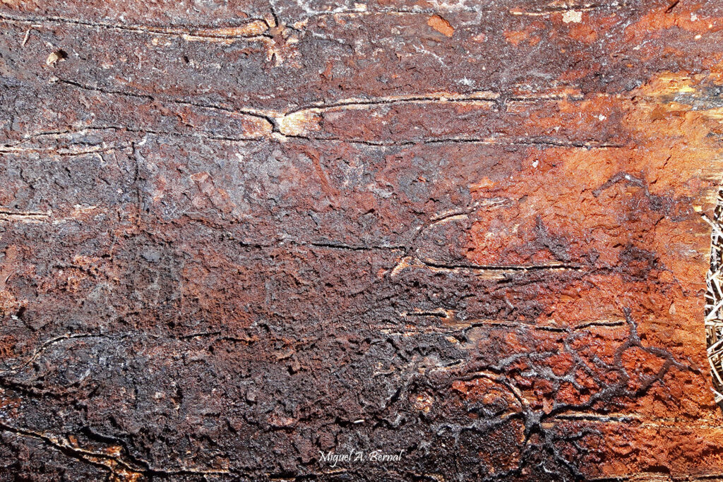 Galerías ips en corteza