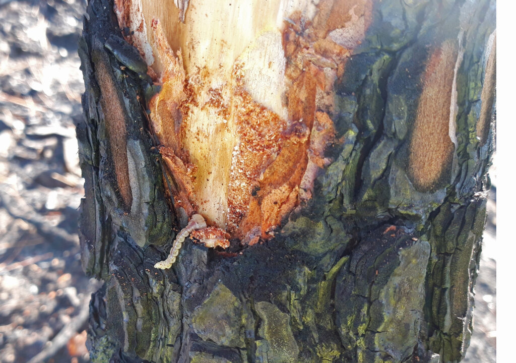 Gusano cabezón pino buprestido