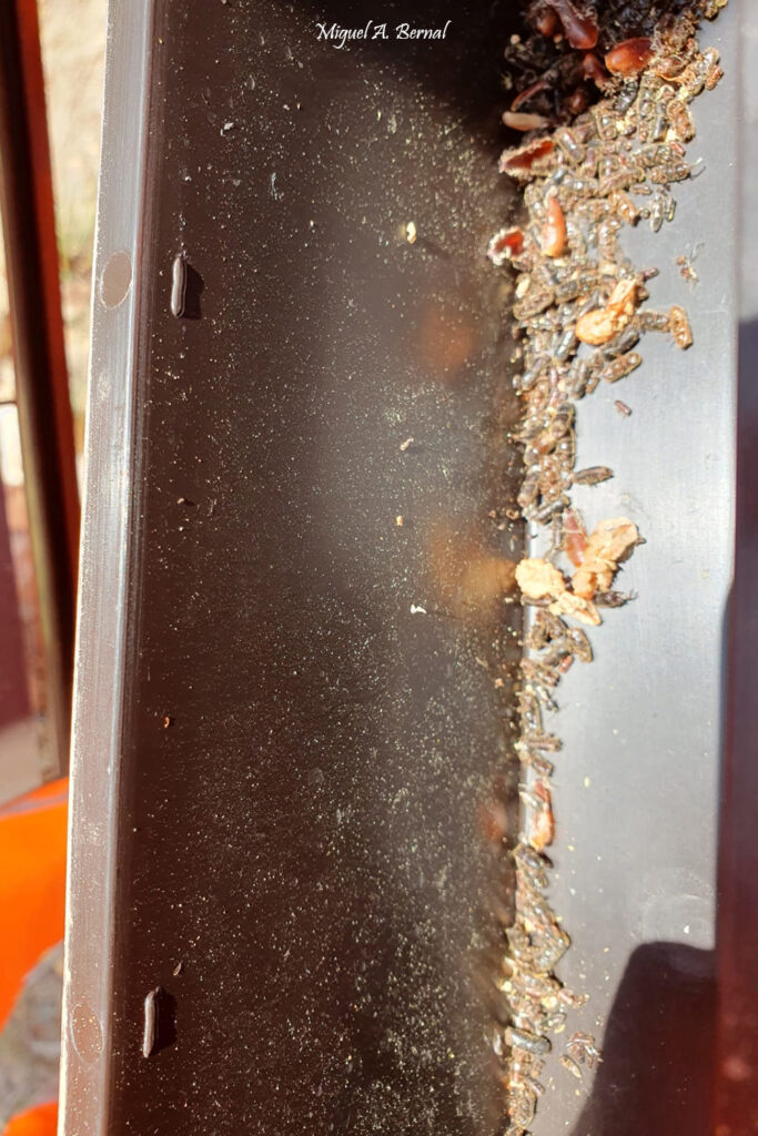 Imagos Ips trampa econex