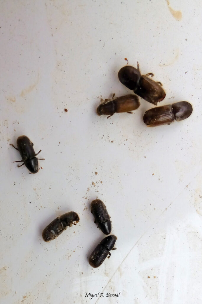 Insecto adulto Ips sexdentatus