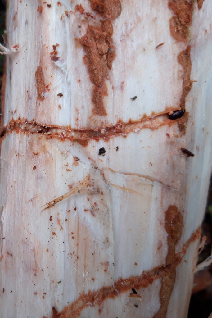 Insectos y galerías Tomicus Minor
