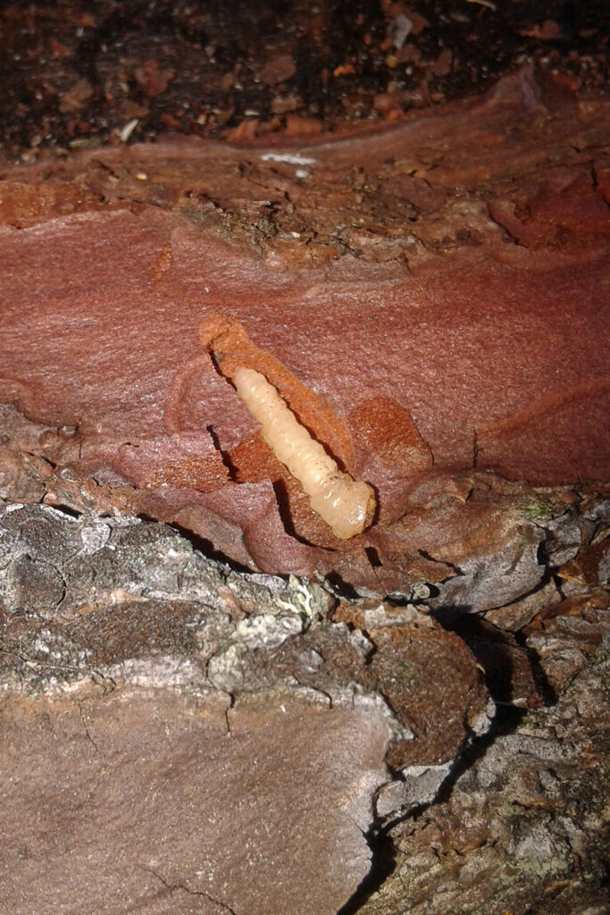Larva bupréstido pino corteza