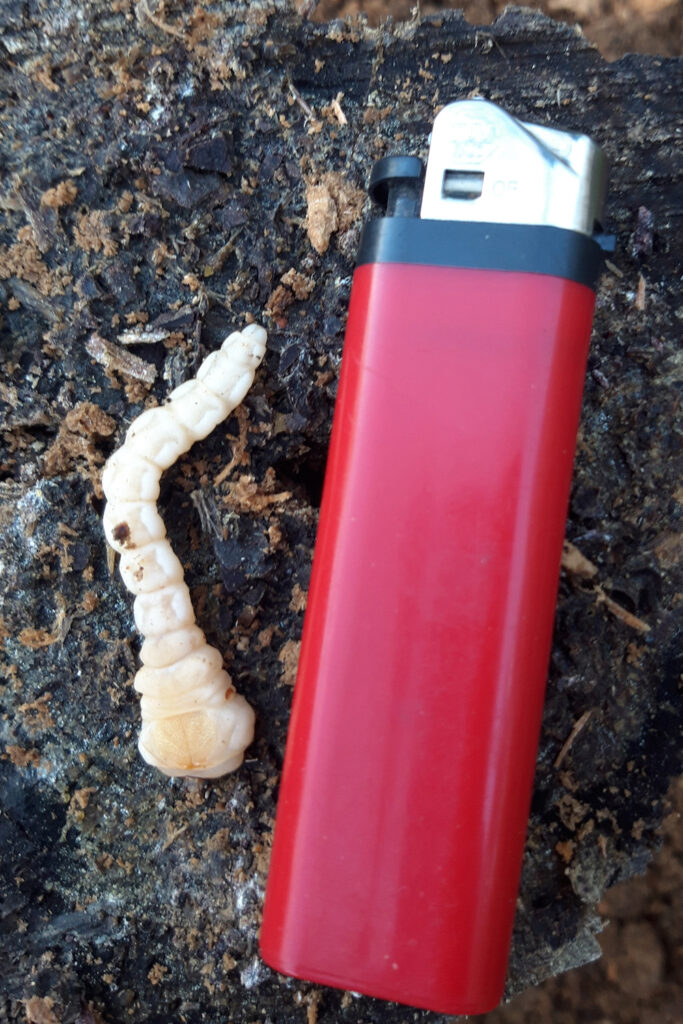 Larva grande bupréstido Chalcophora