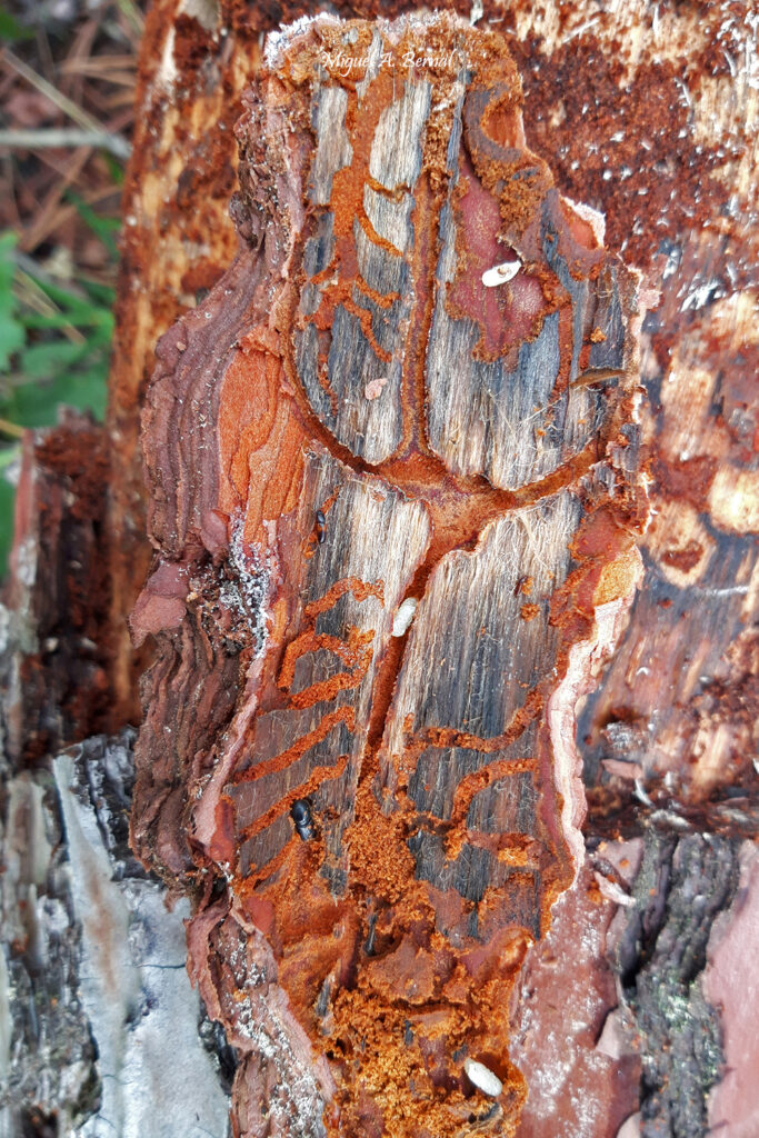 Larvas y galerías tronco