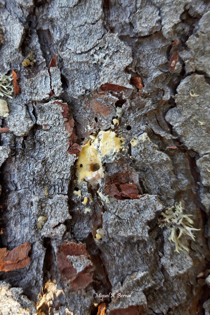 Orificio entrada pino Ips