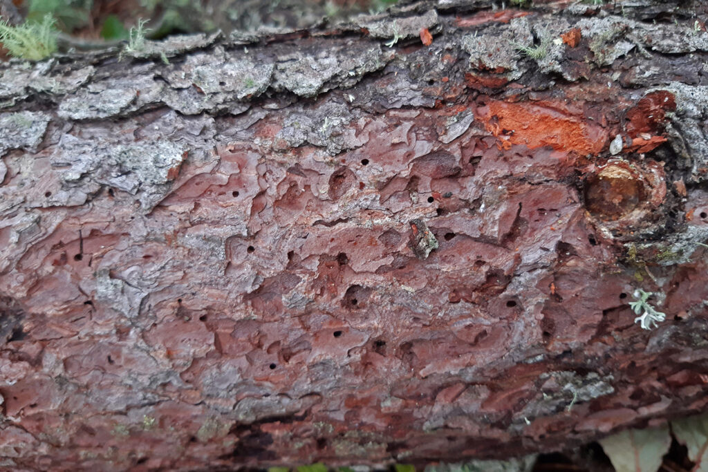 Orificios salida Tomicus pino