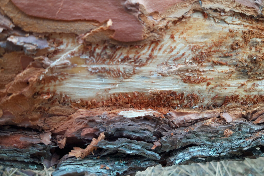 Orthotomicus erosus galerías pinares