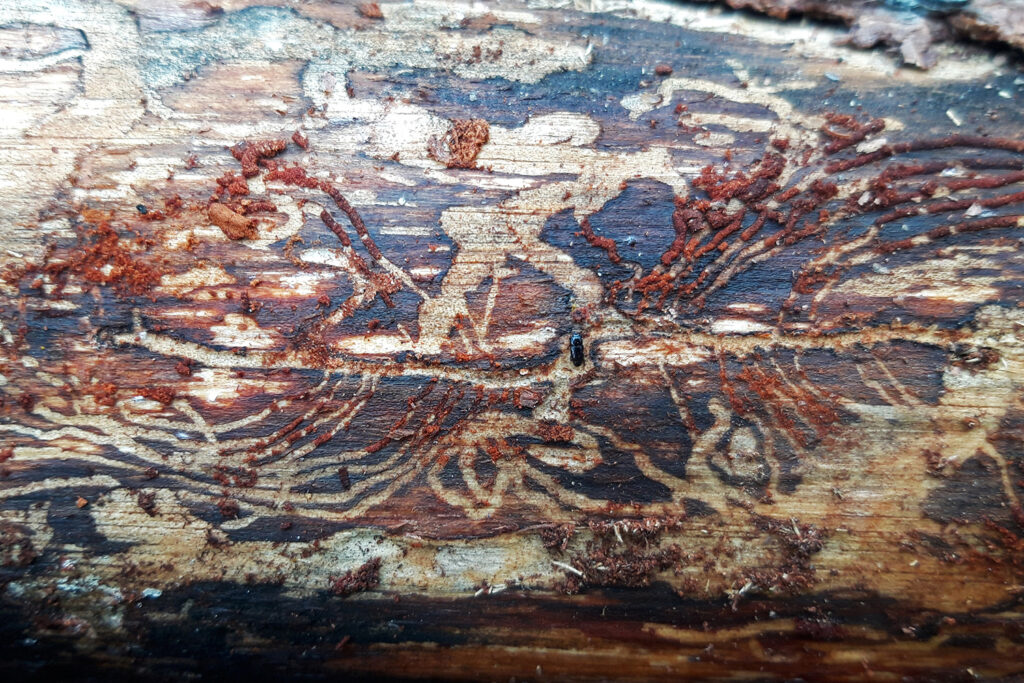 Ortothomicus Insecto adulto galería