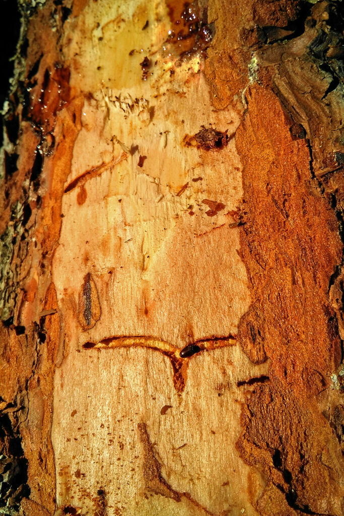 Tomicus minor adulto galeria