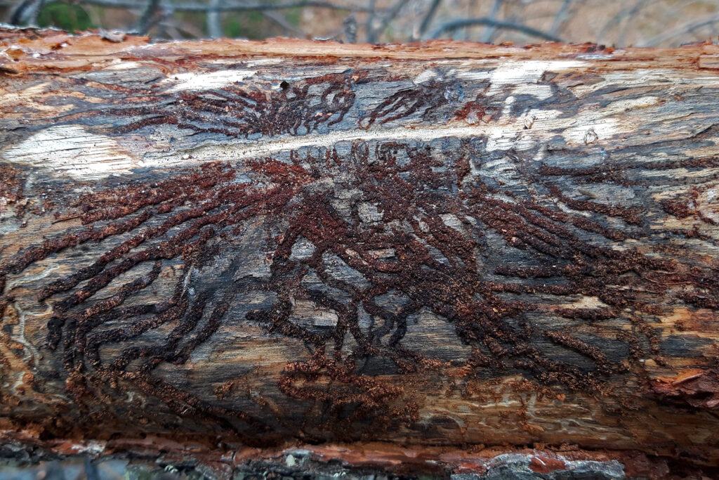 Tomicus piniperda galería azulado