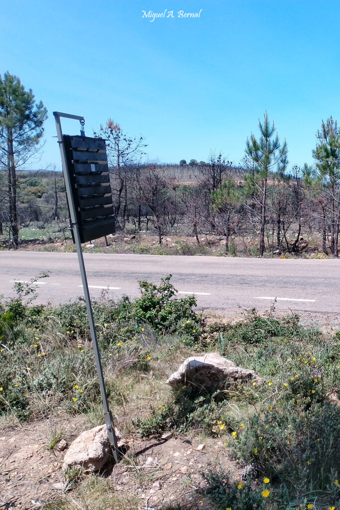 Trampa plaga Ips sexdentatus