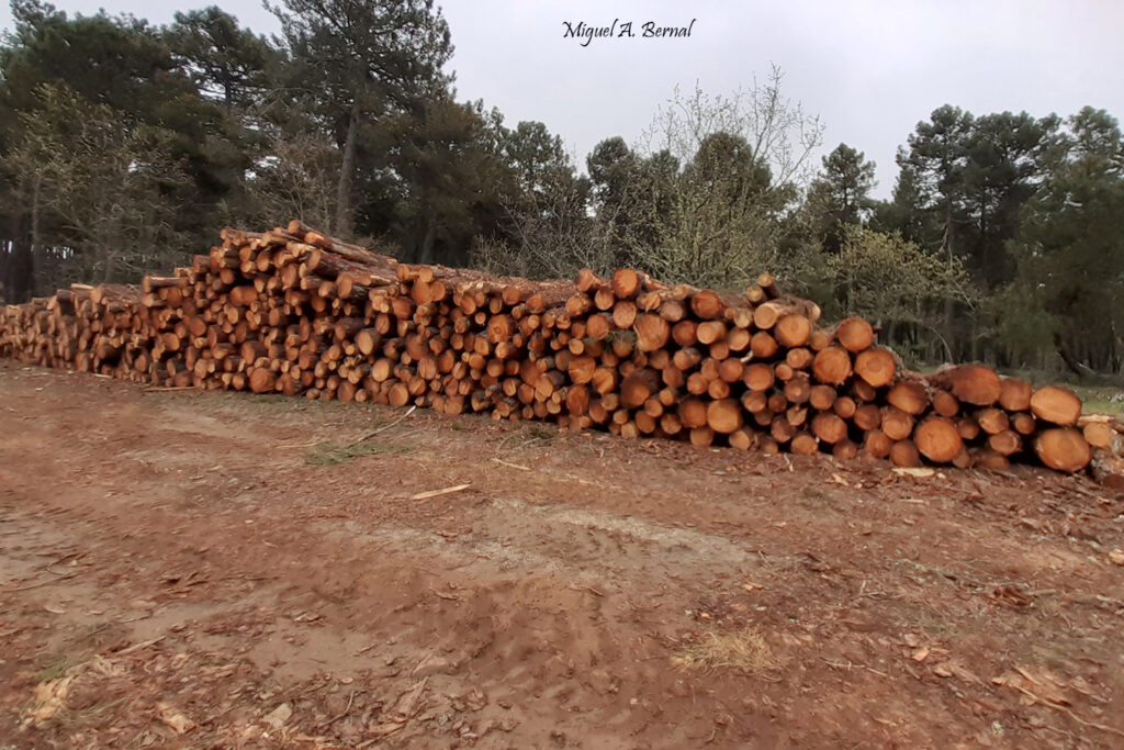 Aprovechamientos forestales pino madera