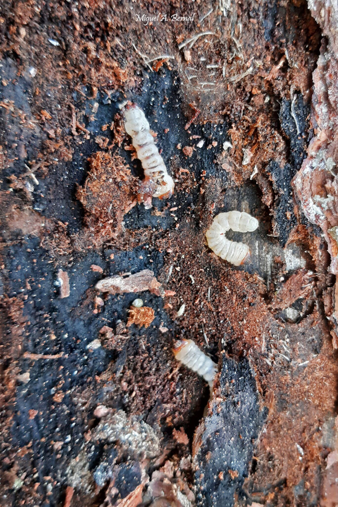 Cerambicidos Portadores Nematodo Pino Navasfrías
