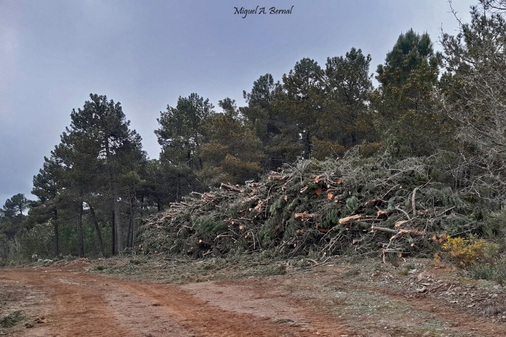 Copas pinos trabajos forestales pinares