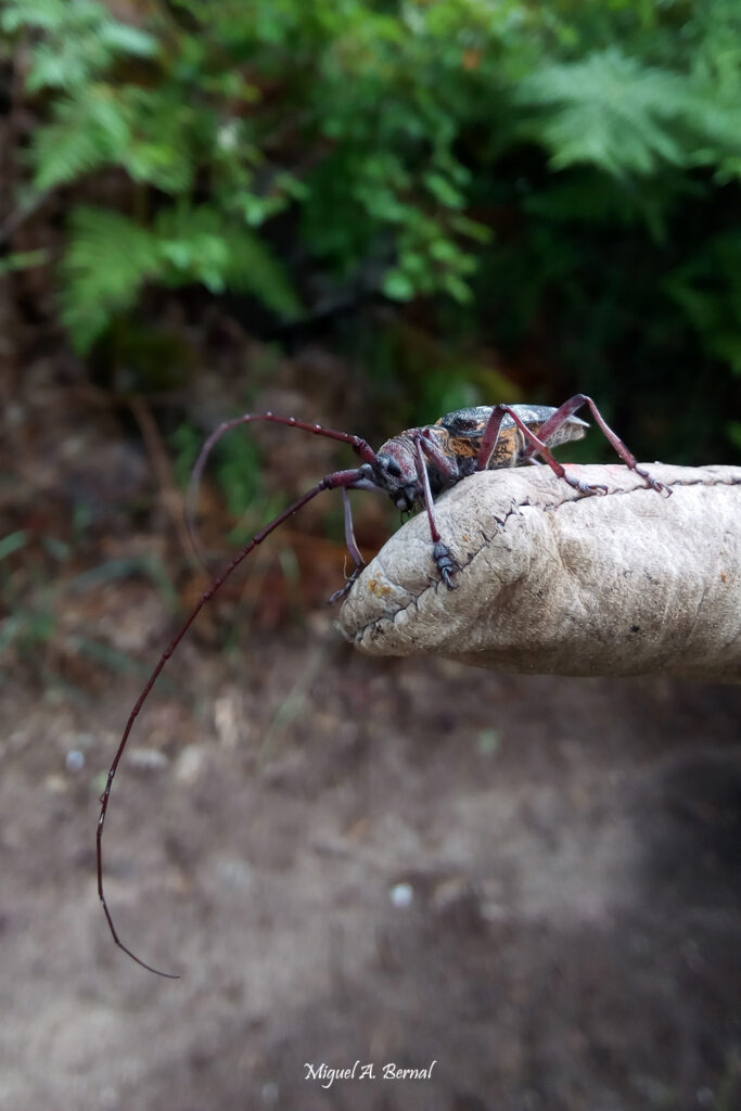 Monochamus galloprovincialis Cerambícido pinos macho
