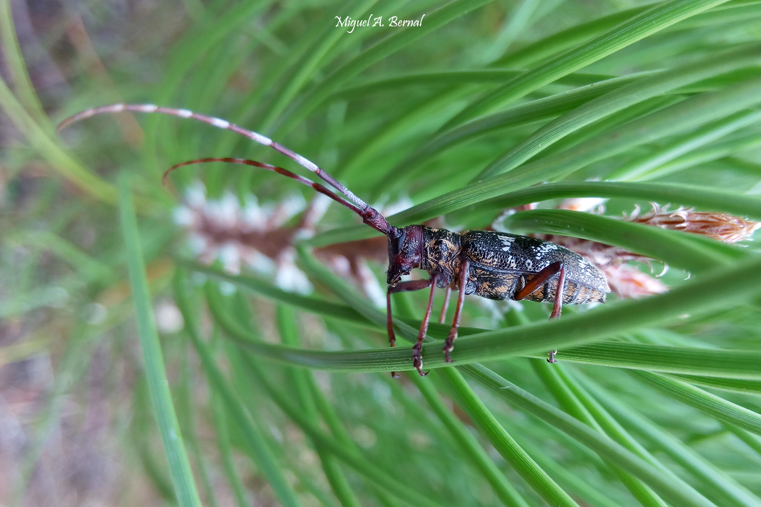 Monochamus galloprovincialis Hembra nematodo pino