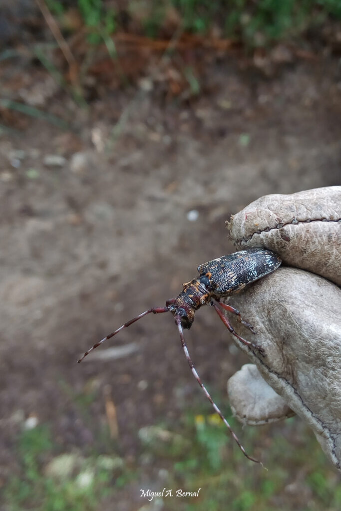 Monochamus galloprovincialis insecto hembra