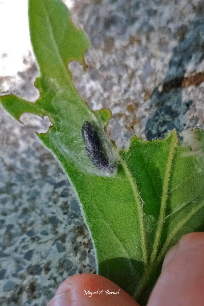 Pupa tortrix plagas forestales dehesas