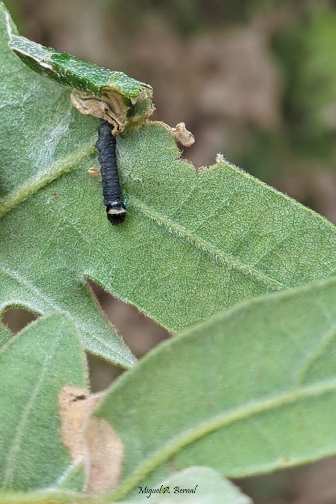 Refugio Tortrix viridana primeros estadíos