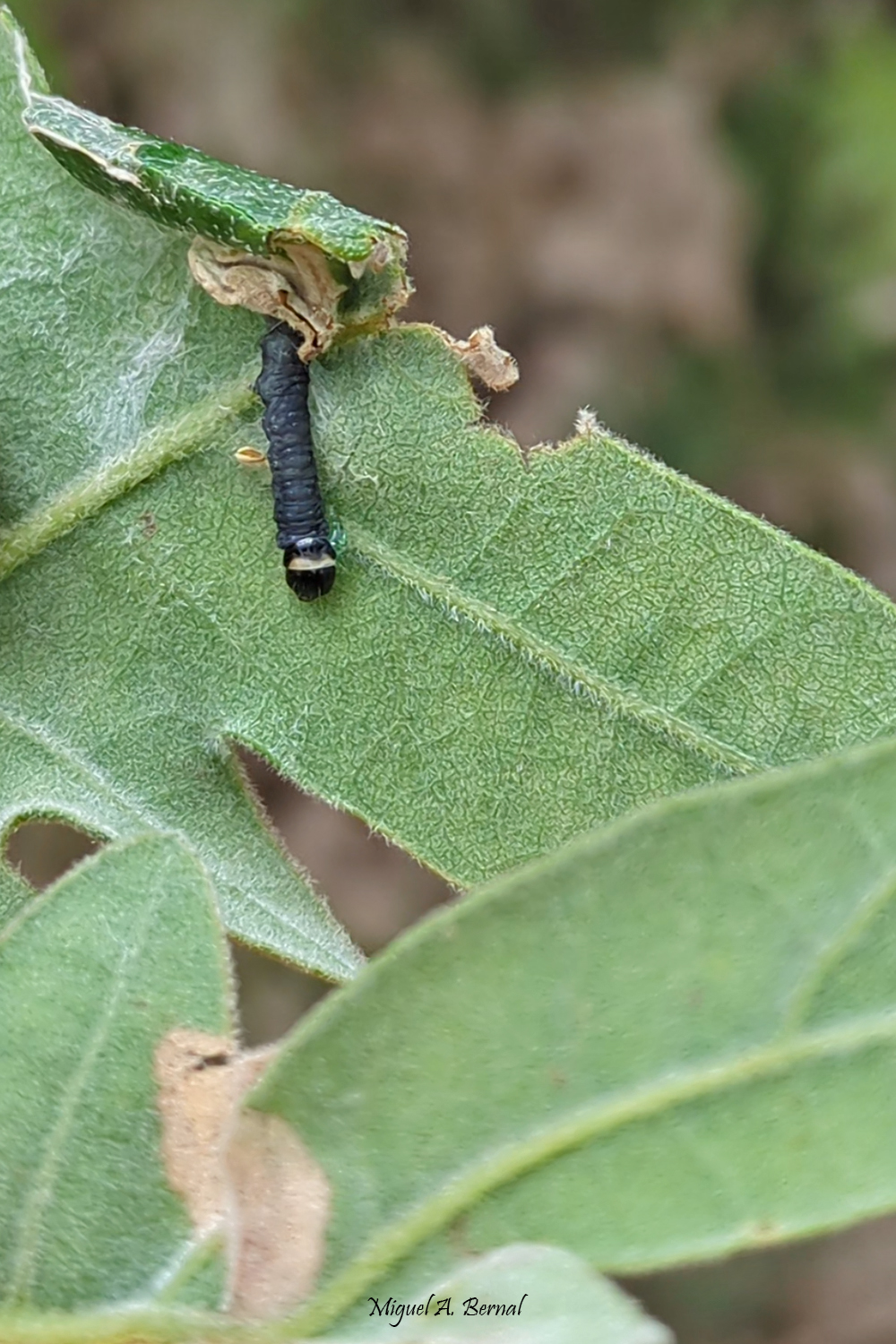 Refugio Tortrix viridana primeros estadíos