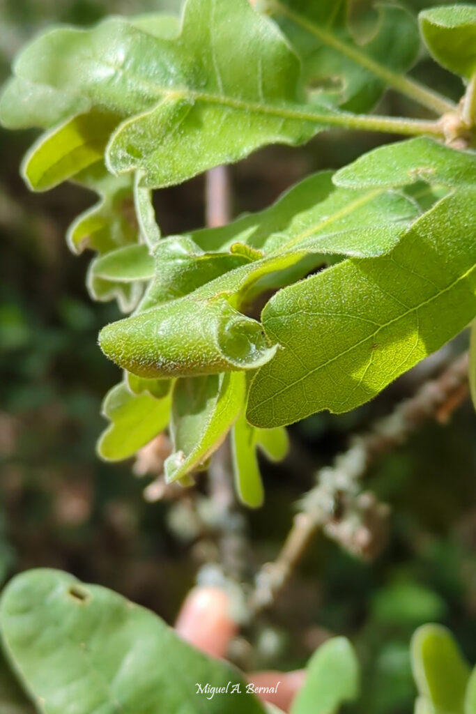 Seda oruga crisálida Tortrix viridana