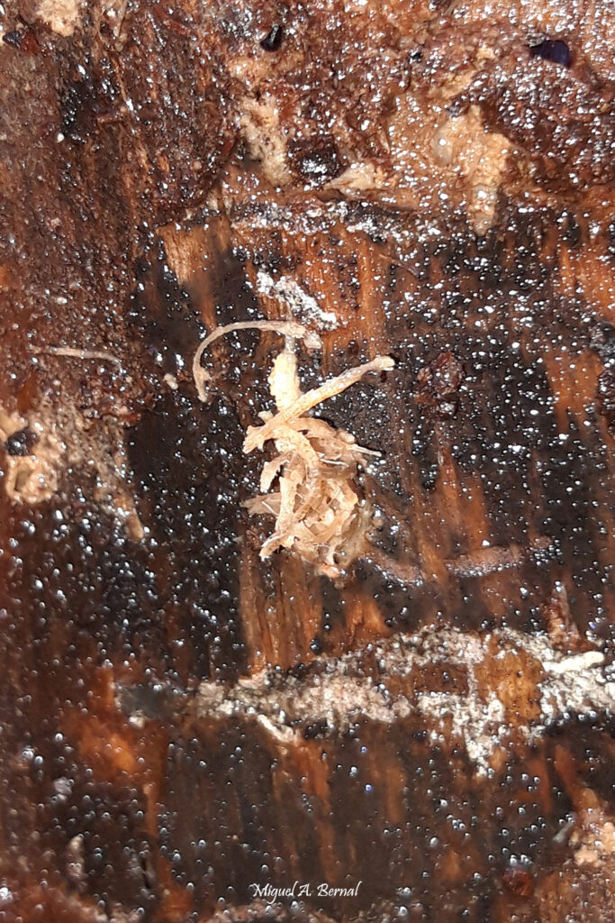 Tapón viruta entrada Monochamus galloprovincialis