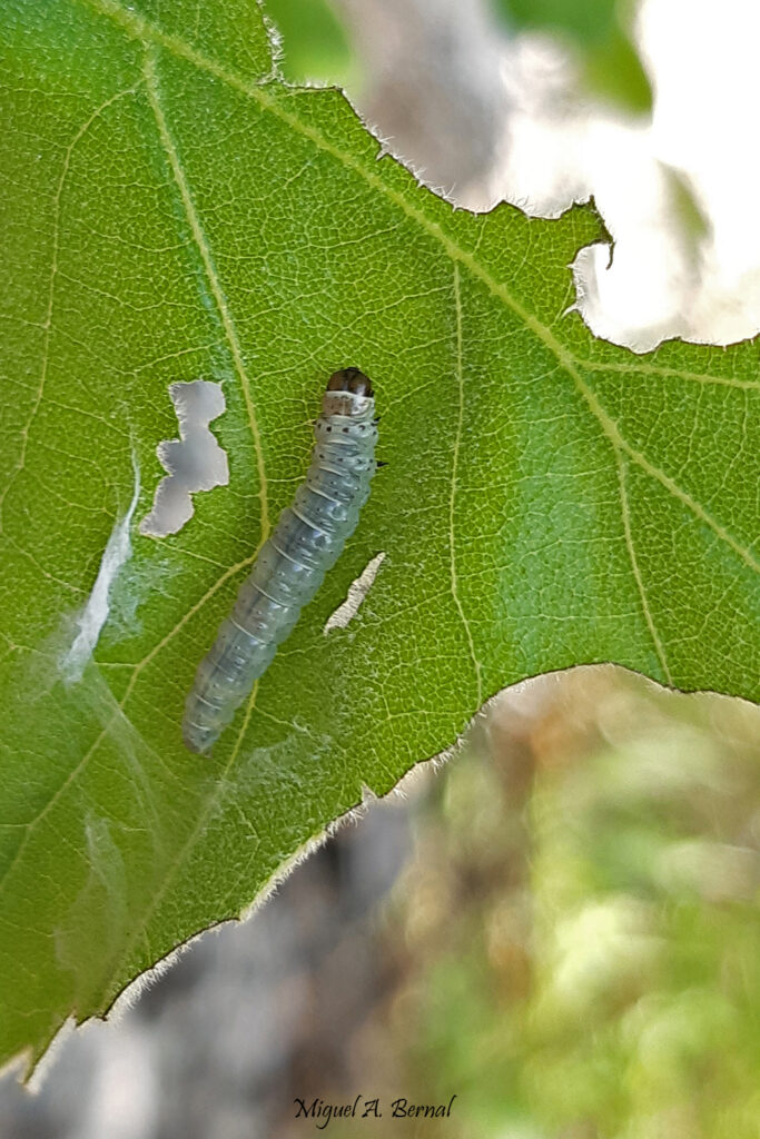 Tortrix viridana plagas Quercus Salamanca