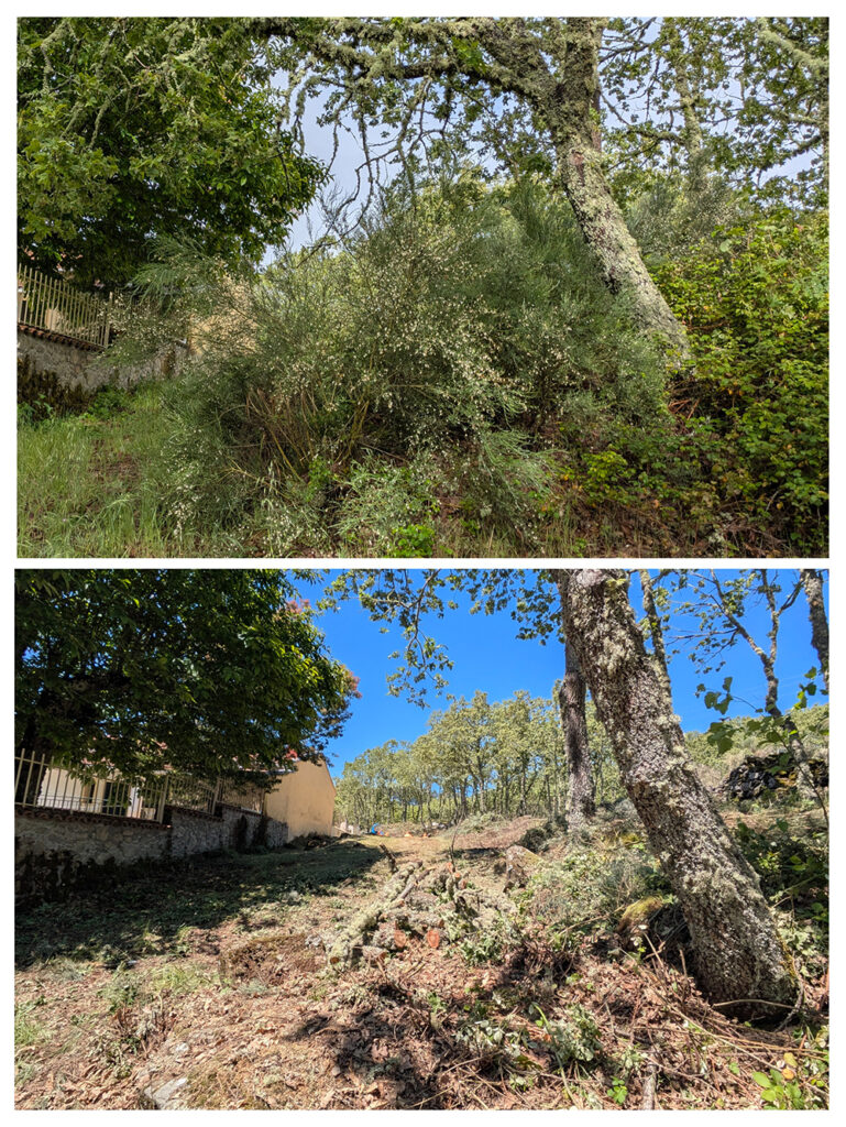 Trabajos forestales Peñaparda Salamanca