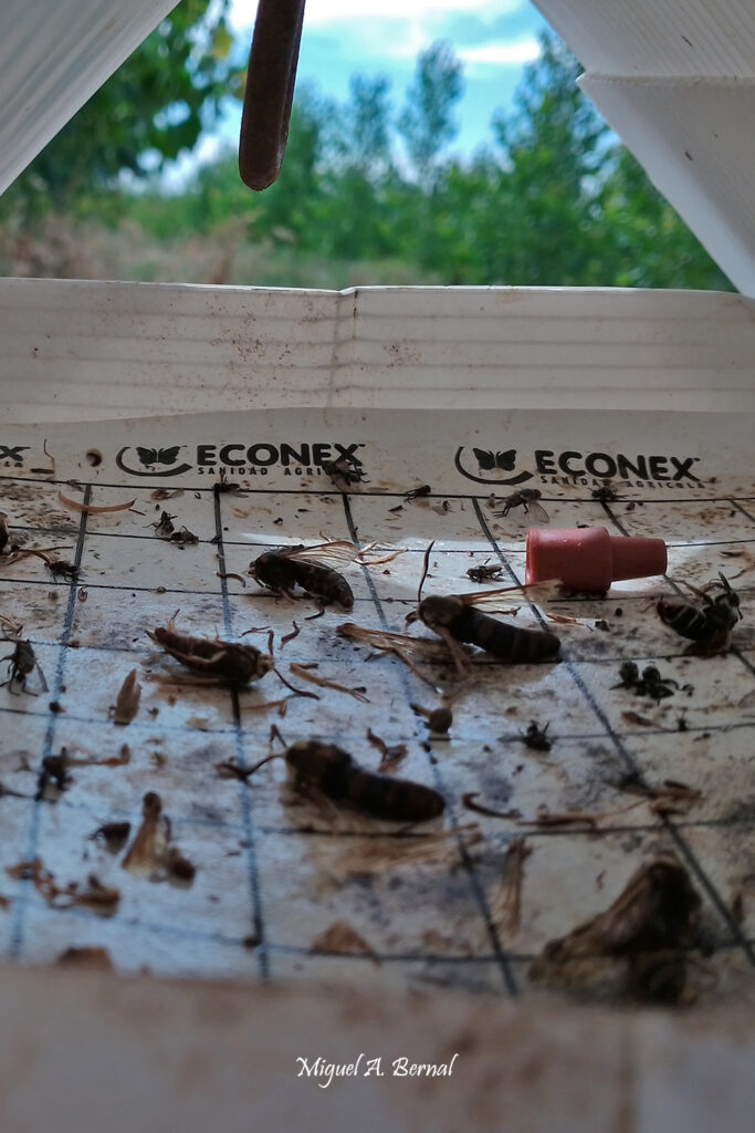 Choperas jóvenes trampas insectos Sesia