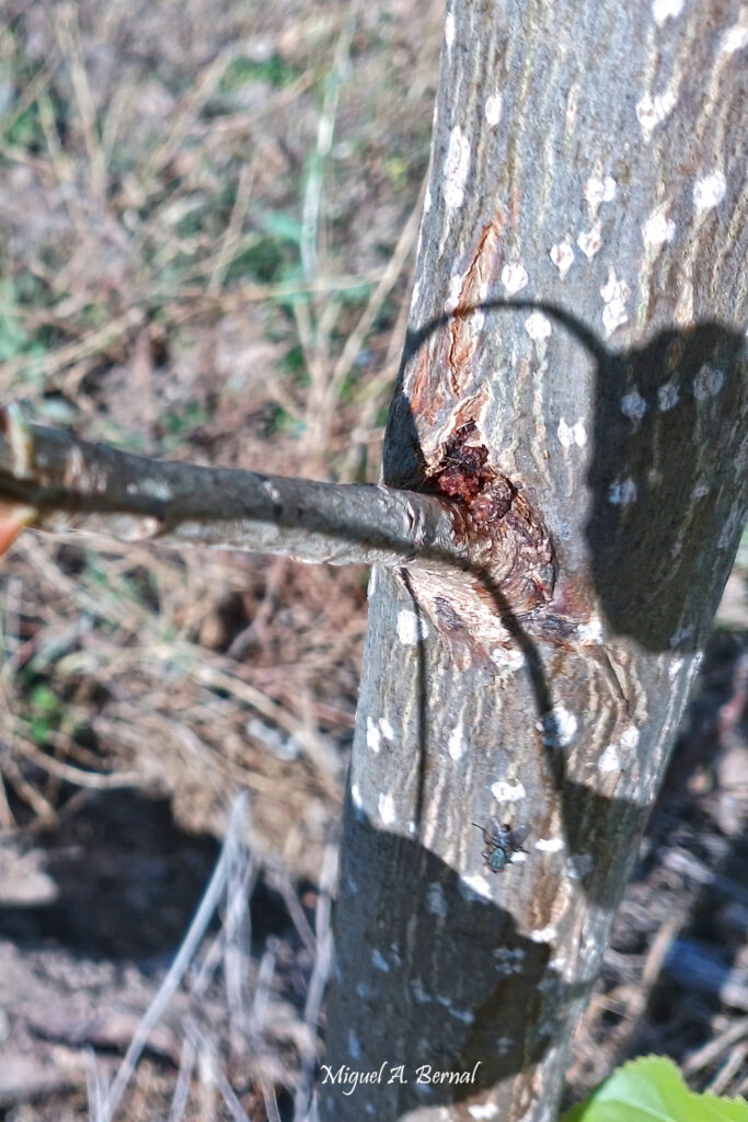 Daño larvas Sesia apiformis jovenes