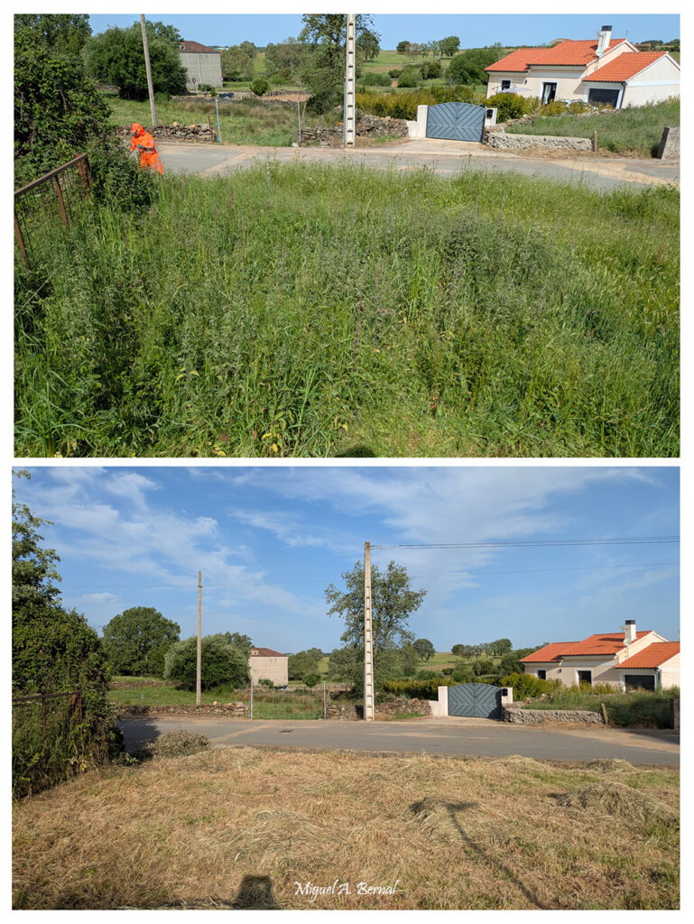 Trabajos forestales en Villasrubias