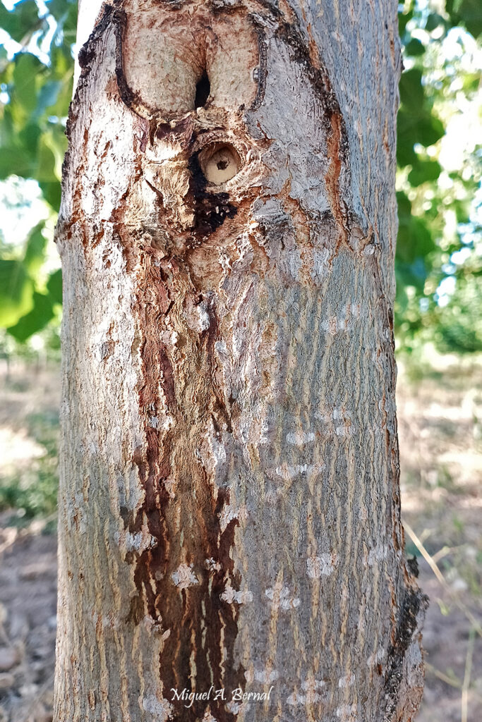 Exudación daños Sesia apiformis lepidóptero