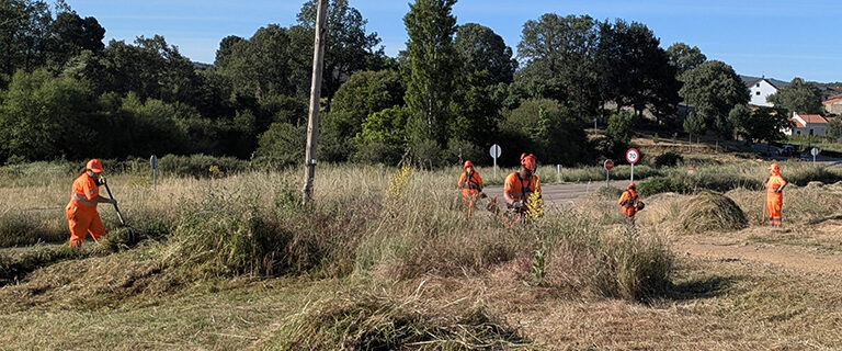 Hierba desbrozada trabajos forestales
