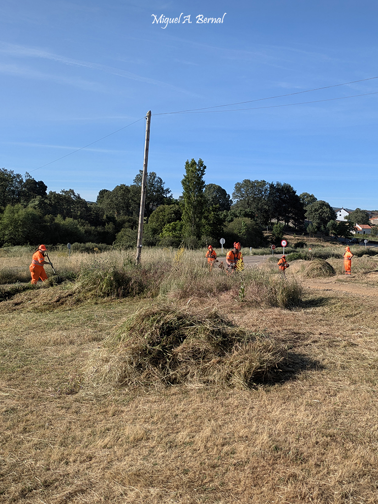 Hierba desbrozada trabajos forestales