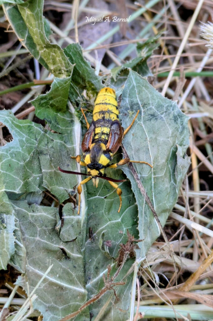 Larva Sesia apiformis mariposa plaga