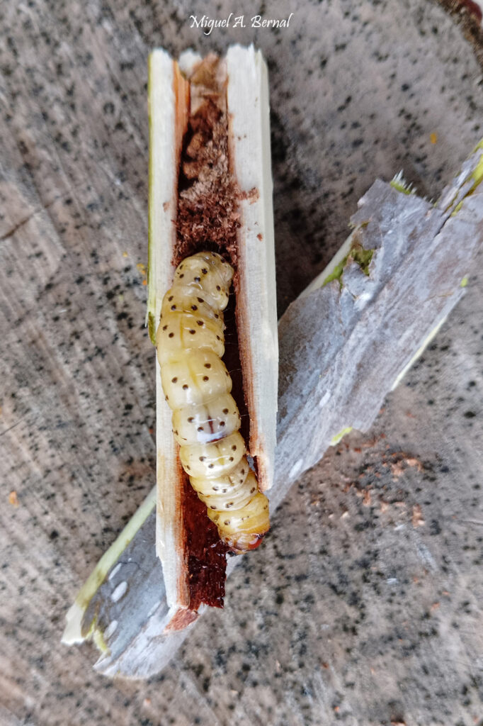 Oruga daños chopo joven Populus