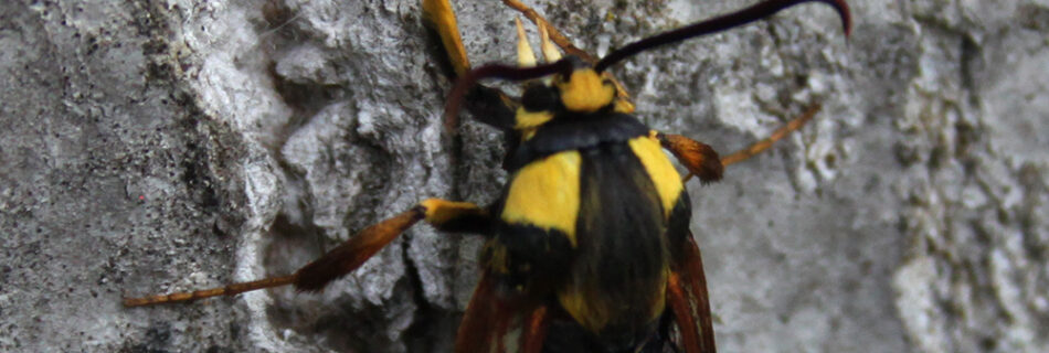 Sesia apiformis oruga perforadora chopos