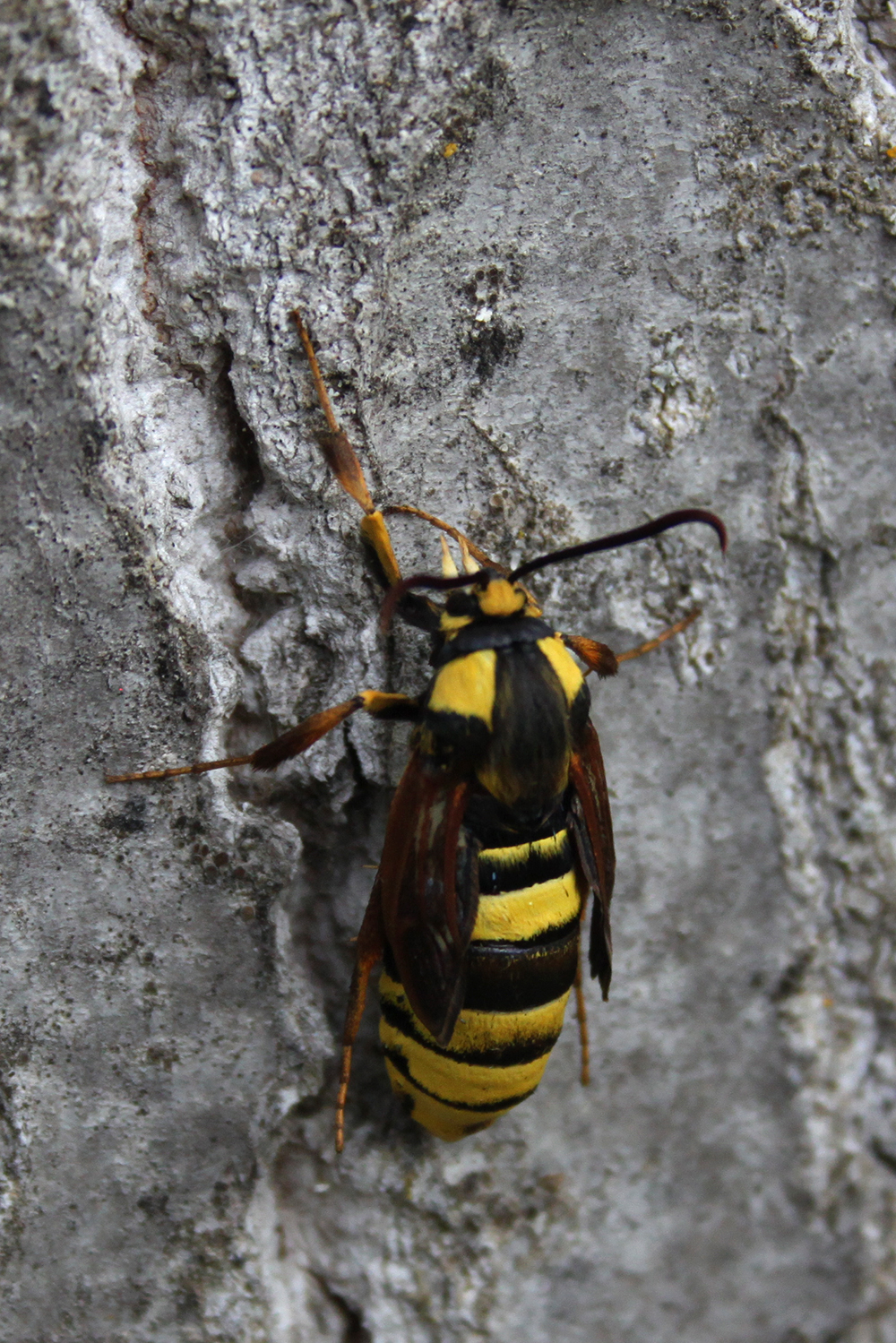 Sesia apiformis oruga perforadora chopos