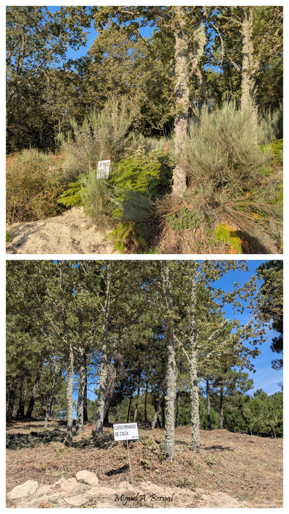 Desbroces podas tareas forestales