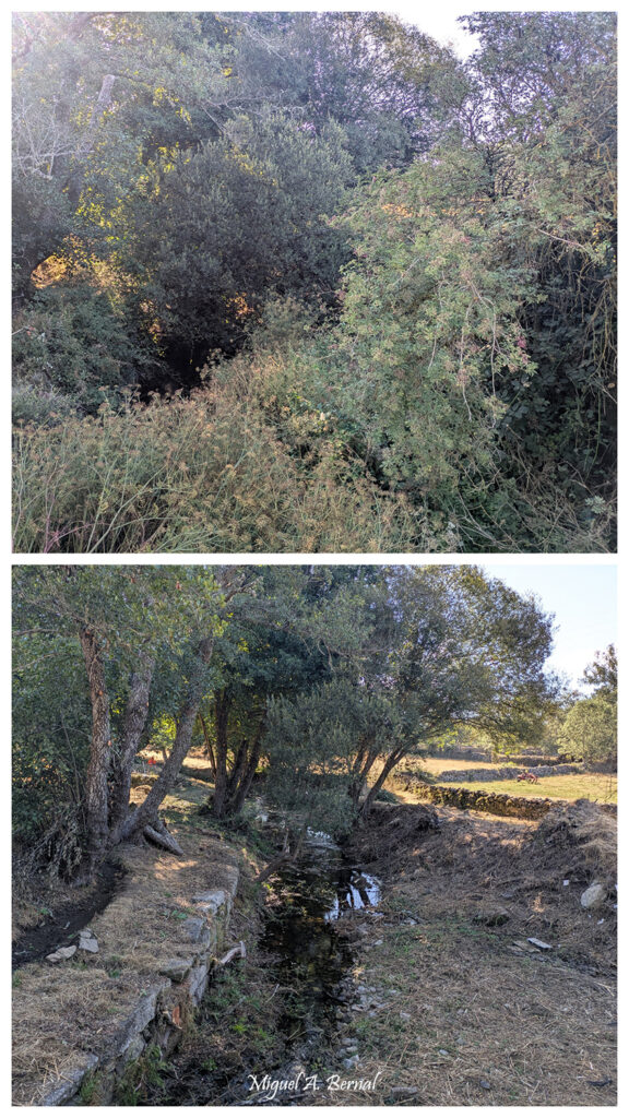 El Bardal Trabajos forestales