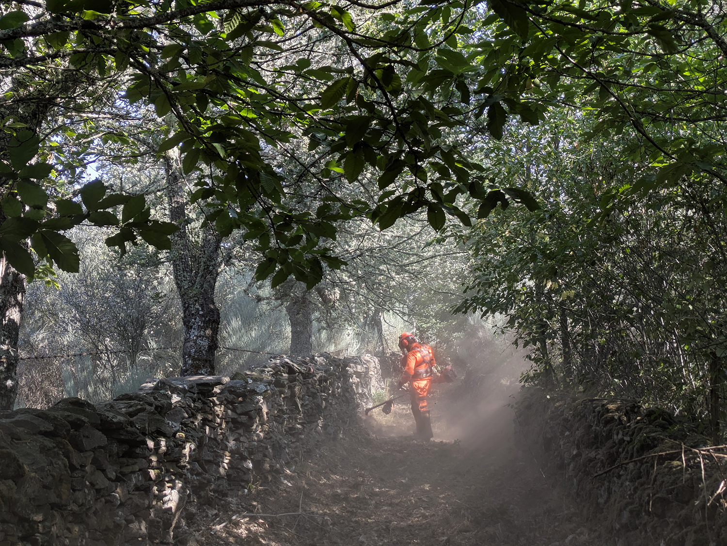 Trabajos forestales en Navasfrías