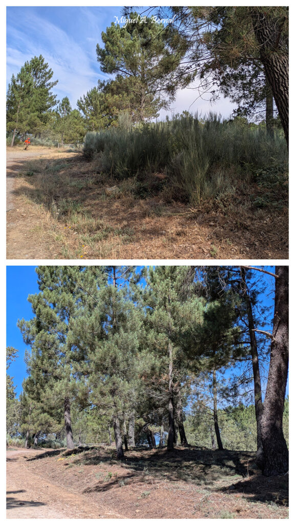 Trabajos prevención incendios Salamanca
