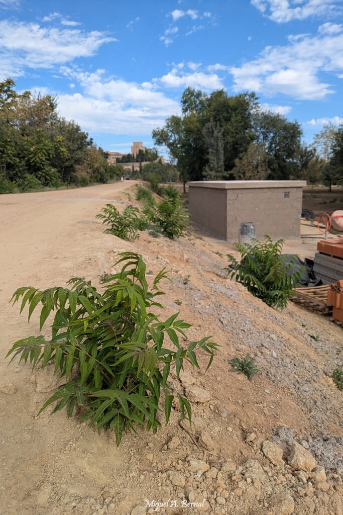 Ailantos naciendo en taludes del Área recreativa La Moretona