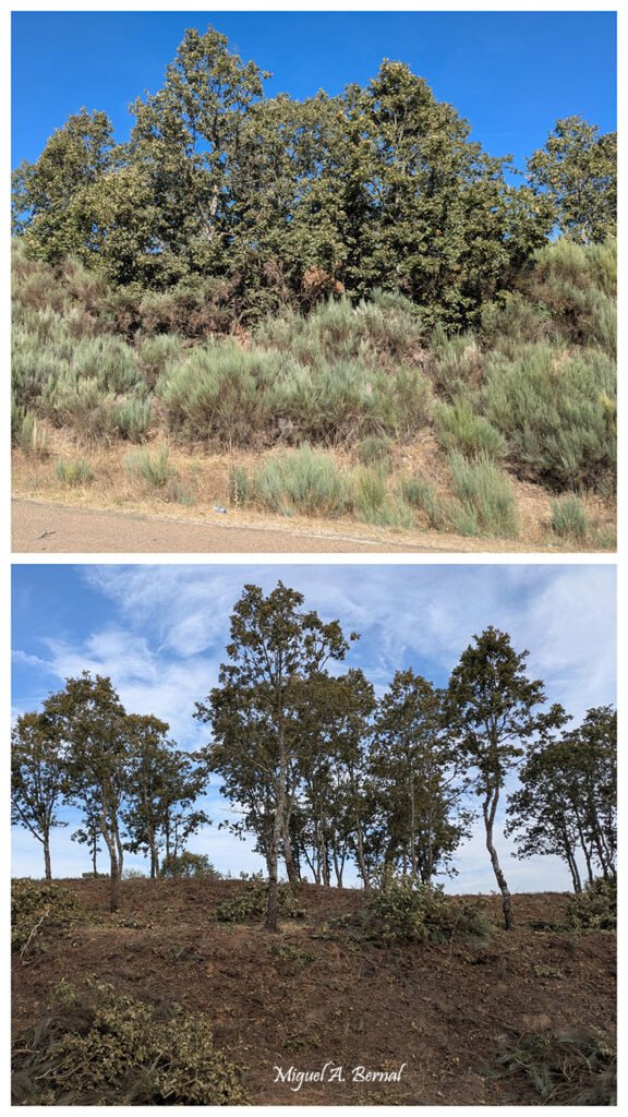 Cortas forestales para la mejora del monte en El Payo