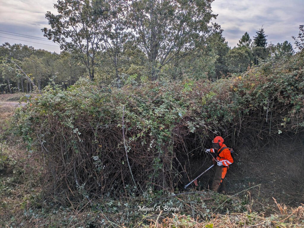 Desbroces forestales para la prevención de incendios en El Payo
