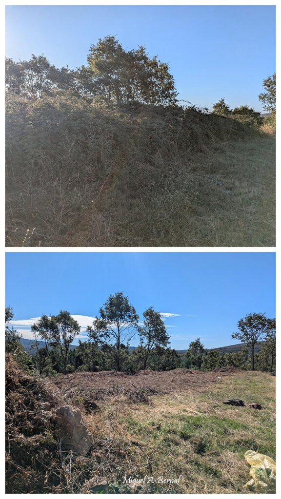 Desbroces de zarzas para la prevención de incendios en el monte de El Payo