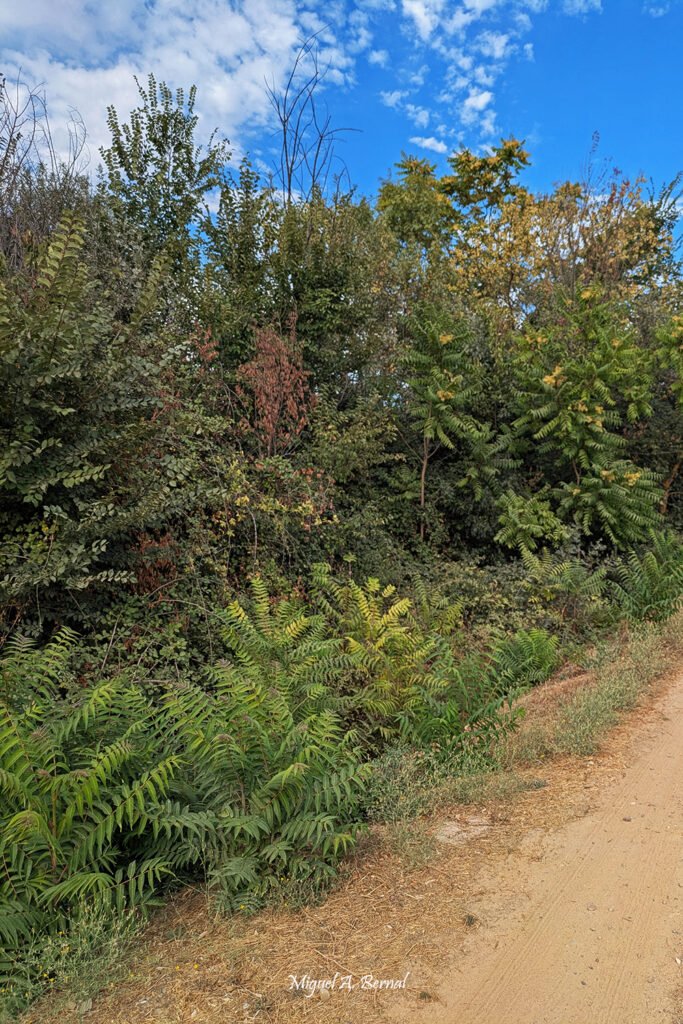 Especie invasora Ailanto en Área Recreativa El Paraje