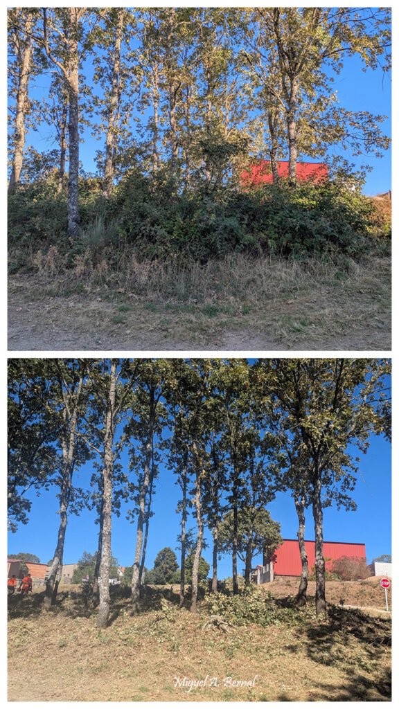 Podas forestales realizadas en los montes de El Payo